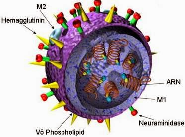 Cấu trúc của virus cúm A