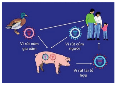 Sự tái tổ hợp dẫn tới thay đổi kháng nguyên vi rút cúm