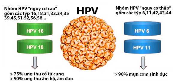 Hình ảnh virus HPV