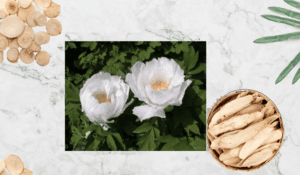 Vị thuốc bạch thược