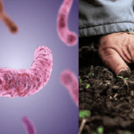 Bệnh whitmore - Melioidosis là bệnh gì?