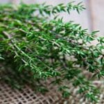 Tác dụng của bệnh của cỏ xạ hương