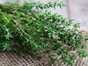 Tác dụng của bệnh của cỏ xạ hương
