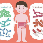 Hệ vi sinh vật đường ruột