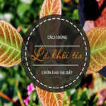 Lá khôi chữa bệnh dạ dày