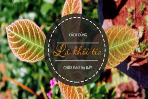 Lá khôi chữa bệnh dạ dày