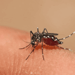 Muỗi vằn là vật chủ trung gian truyền bệnh sốt xuất huyết Dengue