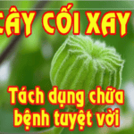 Tác dụng chữa bệnh của cây cối xay