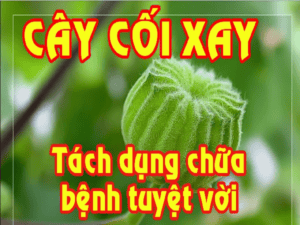 Tác dụng chữa bệnh của cây cối xay