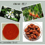 Vị thuốc chi tử