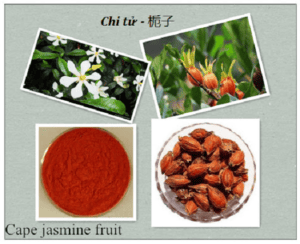 Vị thuốc chi tử