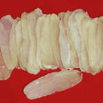 vị thuốc thiên ma